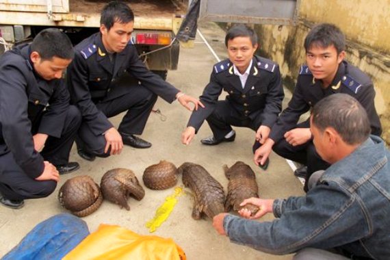 Lực lượng chức năng bắt giữ số tê tê vận chuyển trái phép. (Ảnh minh họa, nguồn NLĐ)