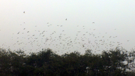 Đàn chim hàng ngàn con đậu kín hai đảo nhân tạo tại khu sinh thái