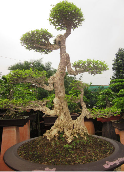 Nhung cay kieng bac ty o Sai Gon