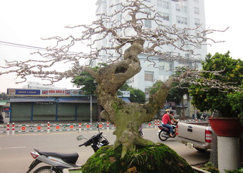 Nhung cay kieng bac ty o Sai Gon