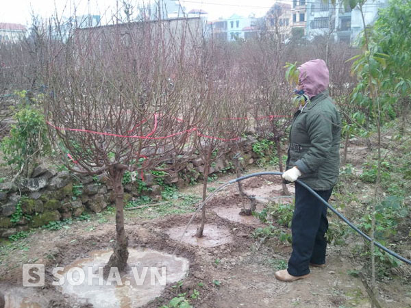 Cô Khương Thị Loan (chủ một vườn đào ở Nhật Tân) đang tăng cường tưới nước cho những gốc đào với mong muốn đào có thể ra hoa đúng dịp Tết.