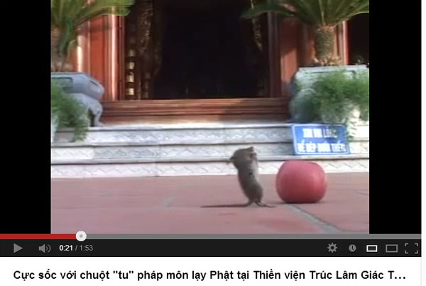 Hình ảnh chú chuột nhắt được cho đang chắp tay lạy Phật trước cửa chùa (Ảnh cắt từ clip).