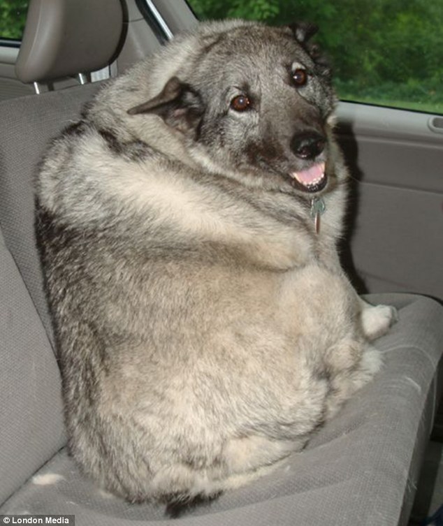 Safety first: 'Sorry owner, there appears to be a seatbelt issue of the reach-around kind. We'll have to do the vet another day'