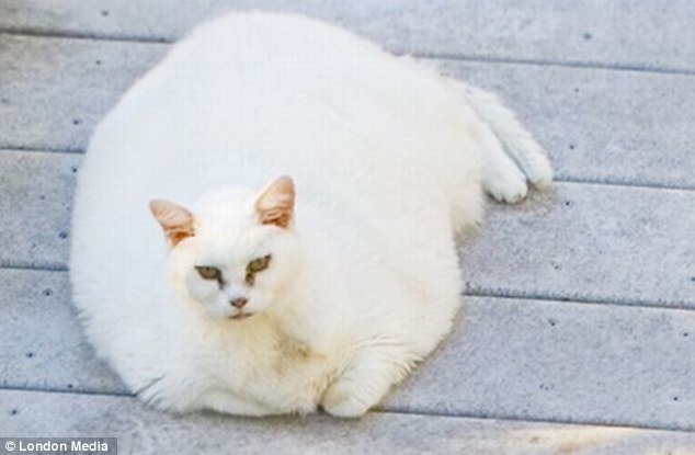 Purrfect size: You know your pet has had too much to eat when it literally rolls over its own sides