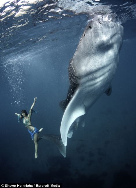  Base jumper, Roberta Mancino, leaps over the tail of a gulping Whale Shark in Oslob, Philippines