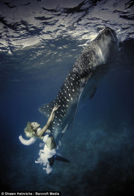 Underwater fashion: Instead of flaunting their curves on the catwalk like other international models, Hannah Fraser, 36, and Roberta Mancino, 32, gamely dived up to 25-feet-deep into the ocean