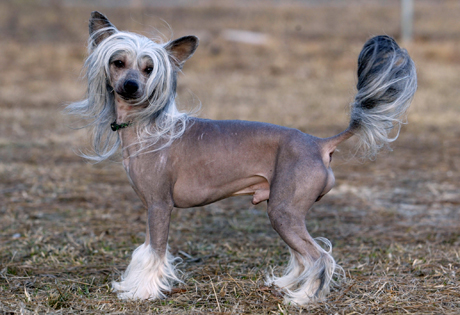 chinese_crested