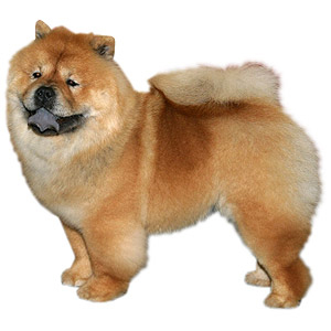 chow-chow-breed-profile