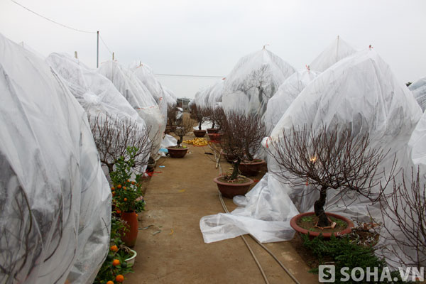 Cả trăm gốc đào của anh Việt Anh đã được bọc túi nilon giữ ấm gần hết.
