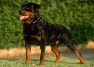 Rottweiler-1-300x216