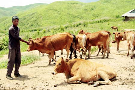 Anh nông dân nuôi bò lãi 170 triệu/năm tại Quảng Trị