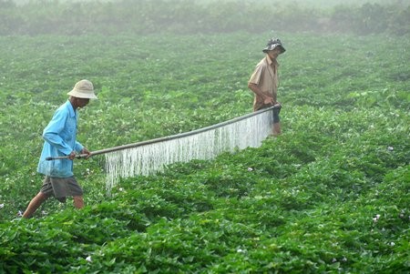 Nông dân vùng khoai lang Bình Tân trên đồng khoai