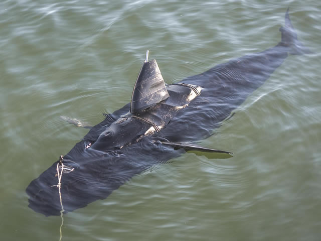 GhostSwimmer trong buổi thử nghiệm hôm 11-12 vừa qua.