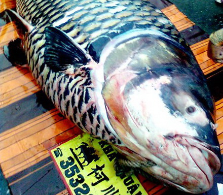 Cá hô 120 kg được thương lái An Giang bán cho nhà hàng giá 216 triệu