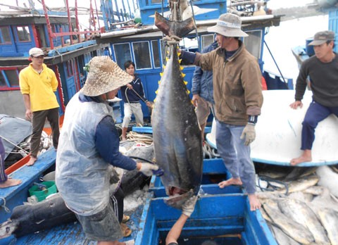 Đánh bắt cá ngừ đại dương tại Khánh Hòa. 