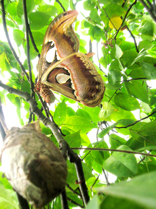 Theo “Sách đỏ Việt Nam”, bướm khế có tên khoa học là Attacus atlas, cấp độ đe dọa xếp vào mức R (Rare: Hiếm, có thể sẽ nguy cấp). Loài bướm này được ghi nhận có kích thước lớn nhất ở nước ta và trên thế giới. Sải cánh của một con bướm trưởng thành có thể đạt 30 cm.