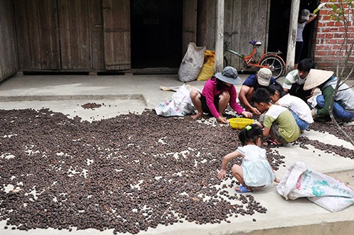 Cơ quan chức năng chưa quản lý, kiểm tra chặt chẽ các cơ sở thu mua hạt ươi trái phép. Trong ảnh: Người dân phơi hạt ươi non tại thôn 8 - xã Tiên Lãnh.