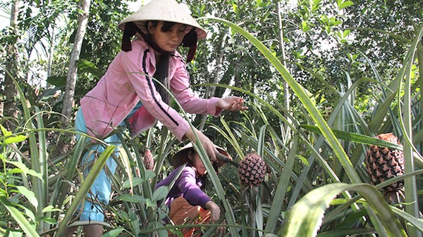 Tuyến chăm sóc vườn thơm phía sau nhà.