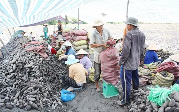 Nhiều người trồng khoai khốn khổ vì quá lệ thuộc vào cánh thương lái Trung Quốc (thu hoạch khoai lang xuất khẩu ở Bình Tân, Vĩnh Long).