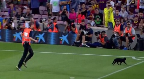 Nhân viên an ninh rượt bắt chú mèo đen trên sân Camp Nou
