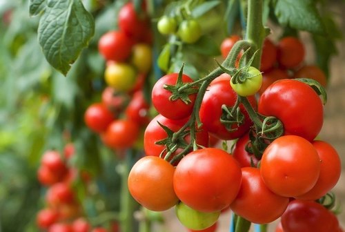 9 tác dụng thực sự tuyệt vời của cà chua