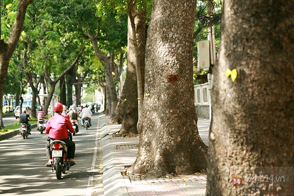 Câu chuyện đẹp về những chiếc nơ vàng gắn trên hàng xà cừ ở đường Tôn Đức Thắng 1