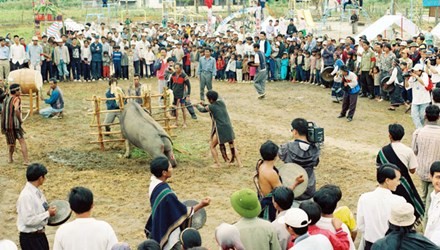 Lễ hội đâm trâu. 