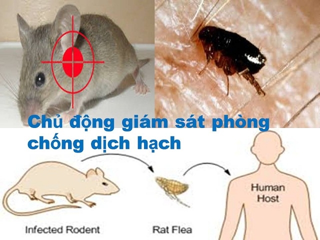 Dịch hạch có tốc độ lây lan nhanh và dễ tử vong.