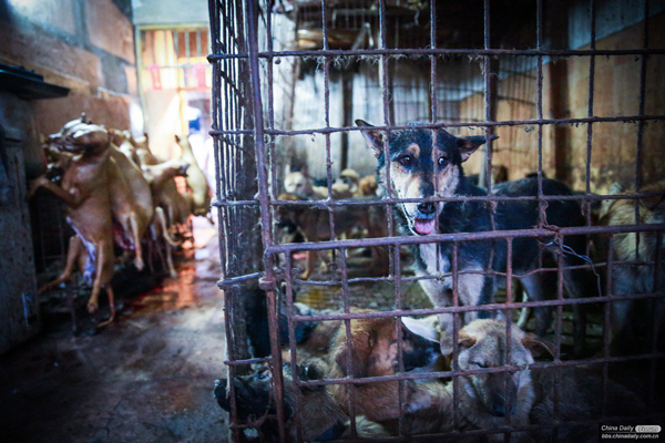 Many people do not know Yulin, a small city located in the southeastern part of Guangxi, let alone its Dog Meat Festival. In the early 1990s when the festival came into existence, people just eat dog meat with friends. Eating dog meat is a tradition for them.