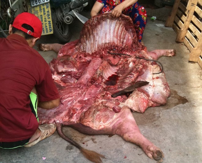 Lợn chết đang được mổ tại lò mổ chủ lò tên Thịnh.
