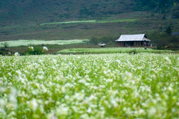 Mộc Châu mùa hoa cải trắng