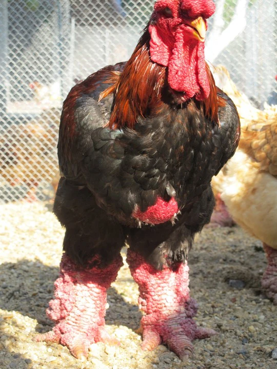 Một con gà trống Đông Tảo thuần chủng trưởng thành ở trại gà ông Phúc. ảnh Văn Duẩn