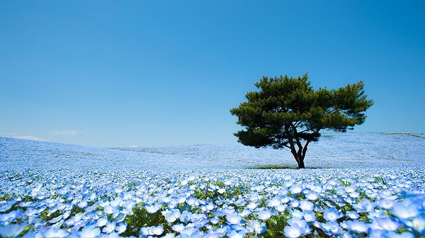 Hình nền anime phong cảnh hoa anh đào tuyệt đẹp