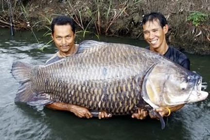 Cá hô khủng ( một loài cá chép) trên sông Mê Kông.