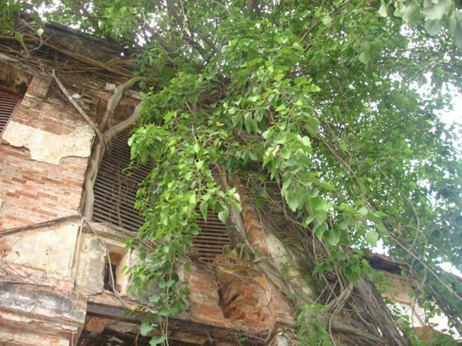 Rễ cây bám sâu vào tường như những ngôi đền “Ăng-ko”. 
