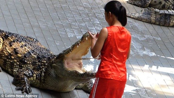 Năm ngoái, một huấn luyện viên ở trang trại cá sấu dành cho khách du lịch tham quan gần Bangkok đã may mắn thoát chết sau khi bị cá sấu ngoạm đầu.