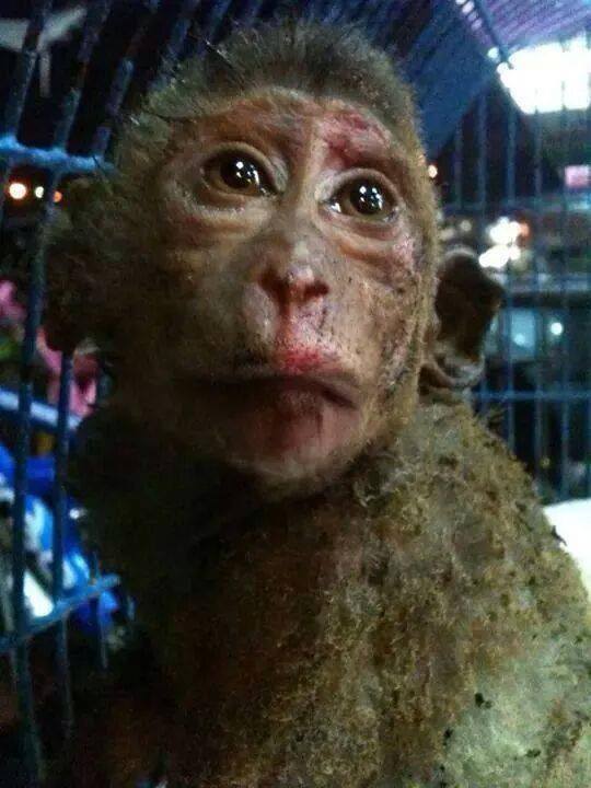 Chú khỉ này xinh đẹp quá trời luôn! Với bộ lông mượt mà và đôi mắt sáng lấp lánh, chú ấy khiến ai nhìn thấy đều không thể nhịn được cười. Hãy xem hình ảnh này để nhận được sự thư giãn và hứng khởi trong ngày của bạn.