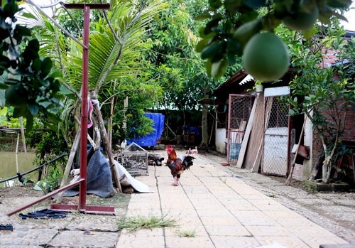 Tận dụng sự rộng rãi, thoáng đãng của khu đất, Giang Còi đã xây dựng chuồng trại nuôi những con giống đang rất có giá trị. Anh không chỉ nuôi cá, nuôi chó Phú Quốc mà còn nuôi chim bồ câu, gà Đông Tảo, lợn Mán... Hiện tại, Giang Còi cũng không còn đi diễn nhiều mà dành thời gian để nghỉ ngơi, tận hưởng cuộc sống thanh bình bên gia đình.