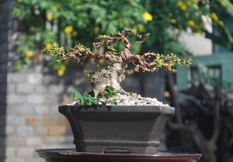 cây cảnh, bonsai, nghệ thuật, siêu phẩm...