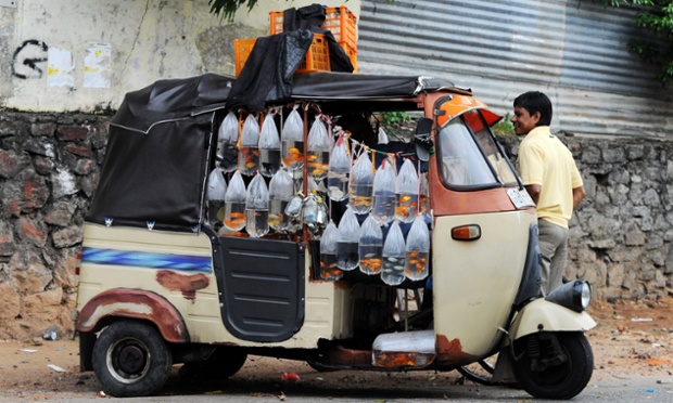 Một người bán cá dạo chờ khách hàng trên đường  phố ở Colombo, Sri Lanka.