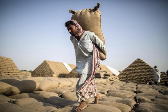 Một người lao động cõng tải lúa mì để xếp thành đống gần Multan, tỉnh Nam Punjab, Pakistan.