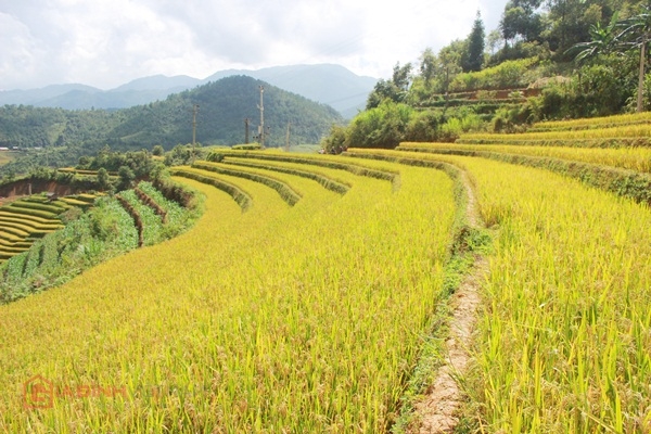 Nằm dưới chân dãy Hoàng Liên Sơn, Mù Cang Chải hiện ra trong hành trình đến với Yên Bái là hình ảnh những bản làng thanh bình bên ruộng bậc thang đang mùa lúa chín1