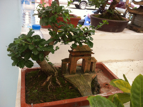 bonsai, cây cảnh, siêu cây, Sơn Tây...
