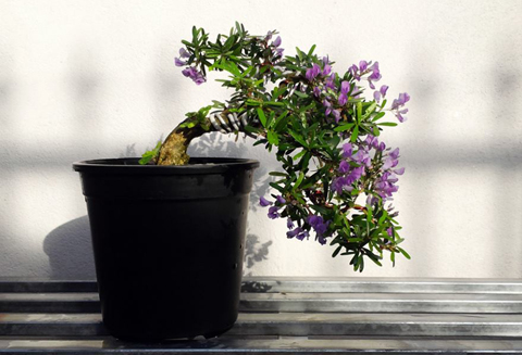 cây cảnh, bonsai, nghệ thuật, siêu phẩm...