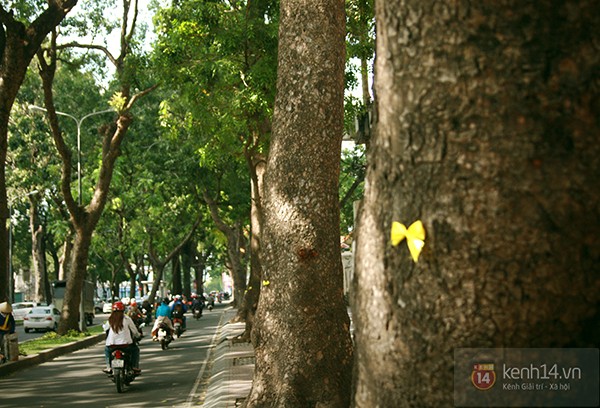 Câu chuyện đẹp về những chiếc nơ vàng gắn trên hàng xà cừ ở đường Tôn Đức Thắng 12