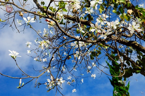 Chùm ảnh: Ngắm mùa hoa ban, hoa cải trắng đẹp mê mẩn ở Đà Lạt 12