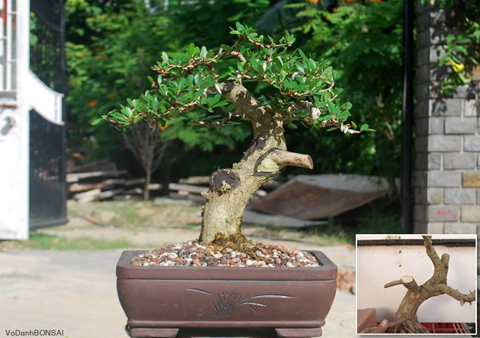 cây cảnh, bonsai, nghệ thuật, siêu phẩm...