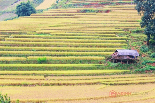  Những ngôi nhà chênh vênh trên ruộng bậc thang tạo nên khung cảnh đẹp đến nao lòng