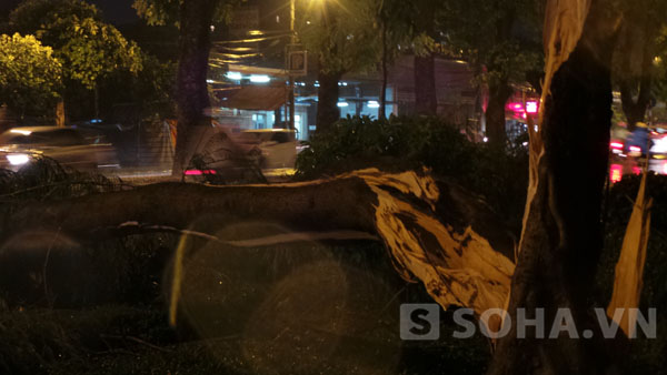 Hàng chục cây trên đường Láng đã bị đổ trong trận mưa tối ngày 4/6.