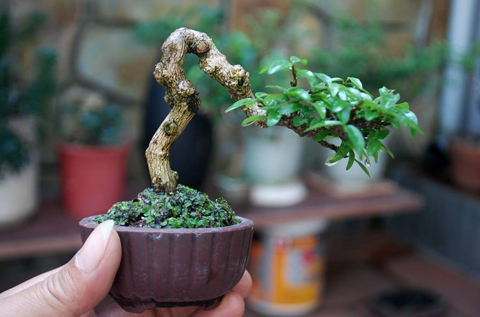 cây cảnh, bonsai, nghệ thuật, siêu phẩm...